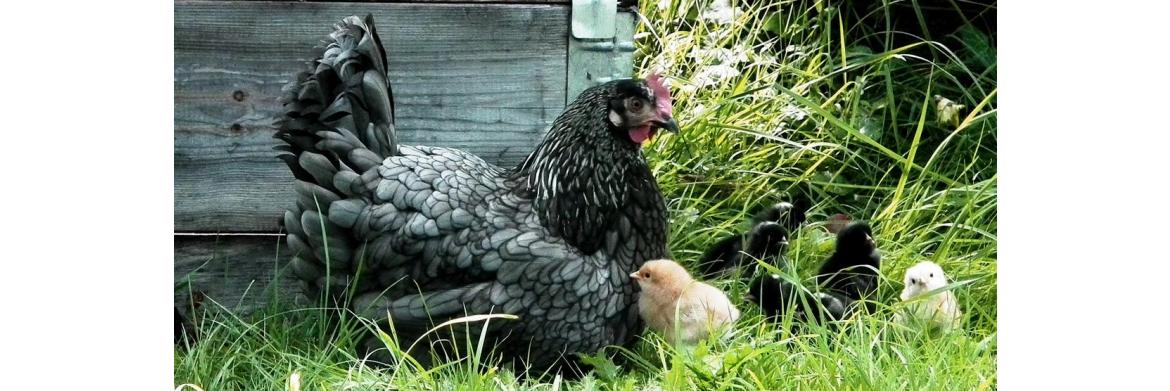 Pick The Chick: How To Choose The Right  Chicken Breed?