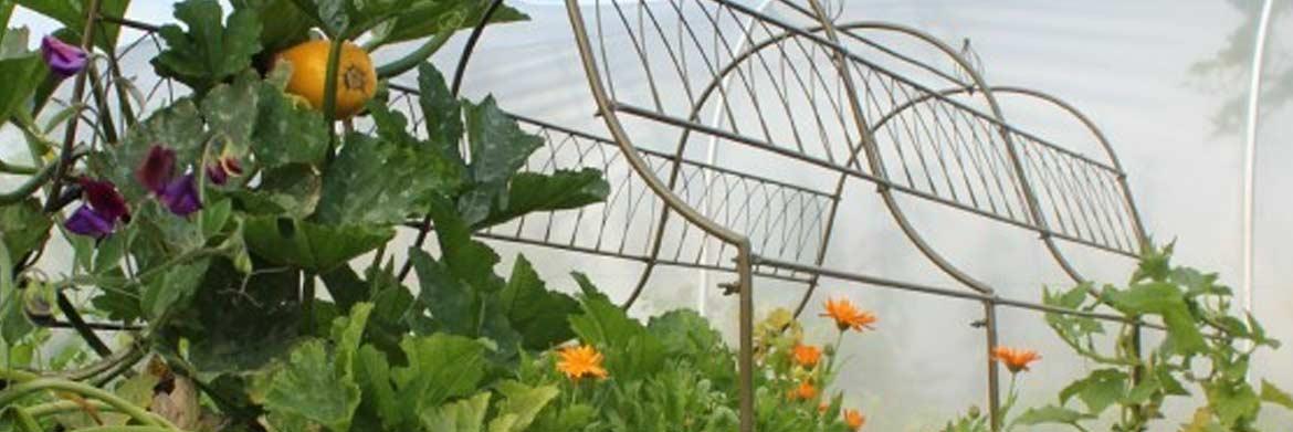 Gardening Essentials: 3 Types of Plant Supports that Glorify Your Garden