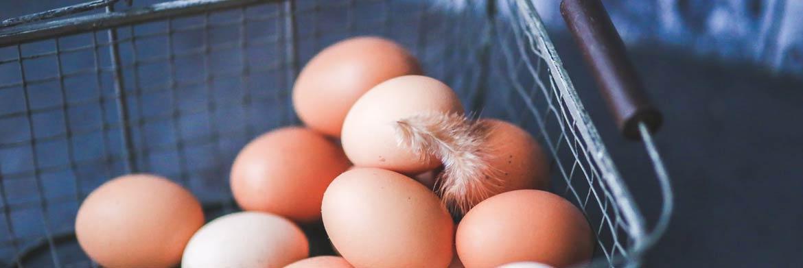 Poultry Planning Part 2: Checking Your Incubator for the Breeding Season
