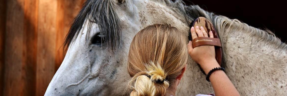 A Beginner’s Guide to Grooming Horses