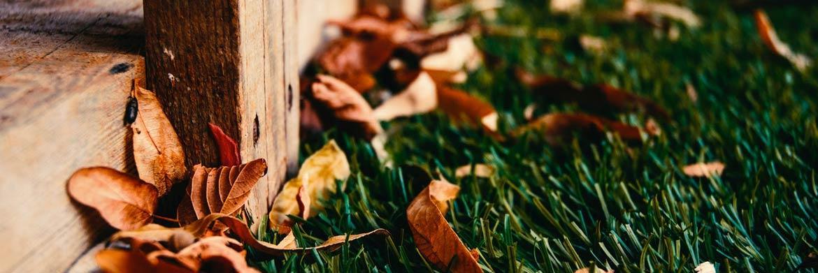 6 Dos and Don’ts of  Gardening During Autumn