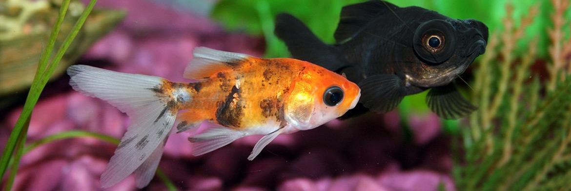 Something’s Fishy:  How to Maintain Your Fish Tanks?
