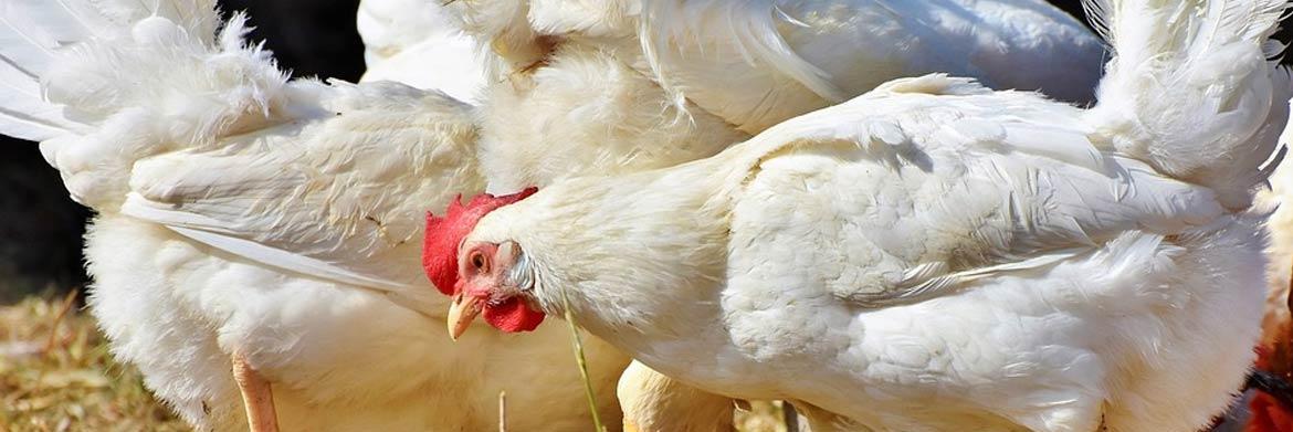 Poultry Problems: What Are Red Mites? How Do You Stop Them?