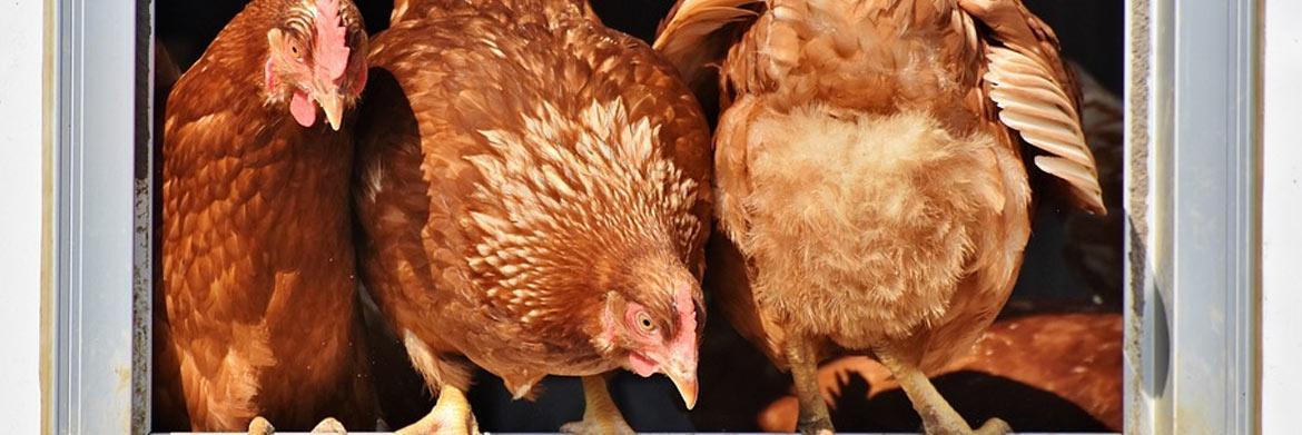 Poultry Breeders: What Supplies You Need for Keeping Chickens?