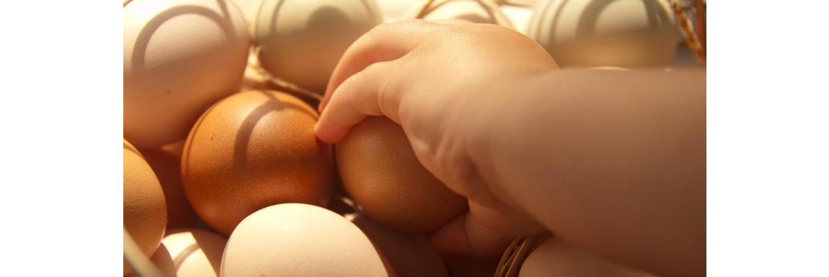 How to Clean Freshly-Laid Eggs