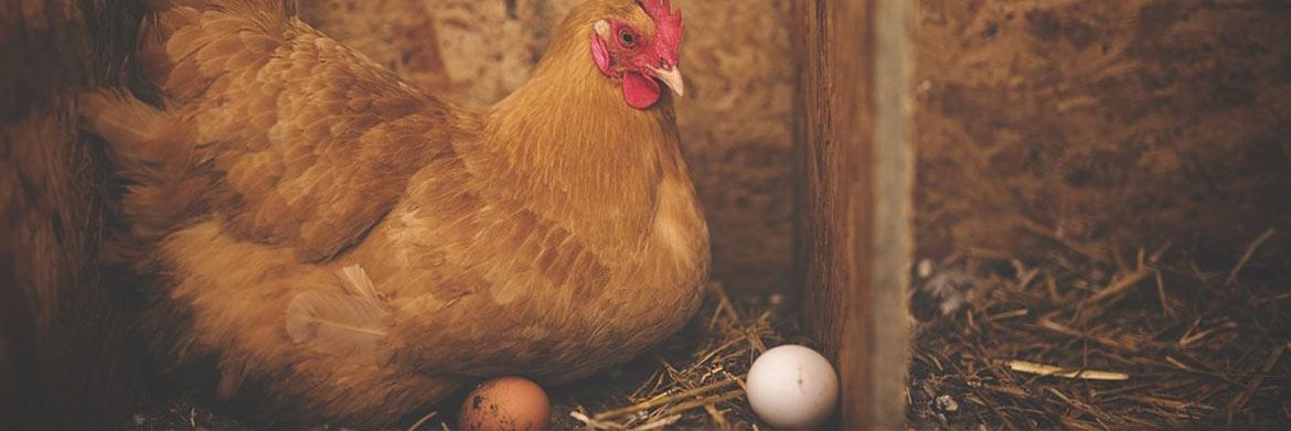Know Your Poultry – 3 Breeds of Chickens That Lay the Most Eggs