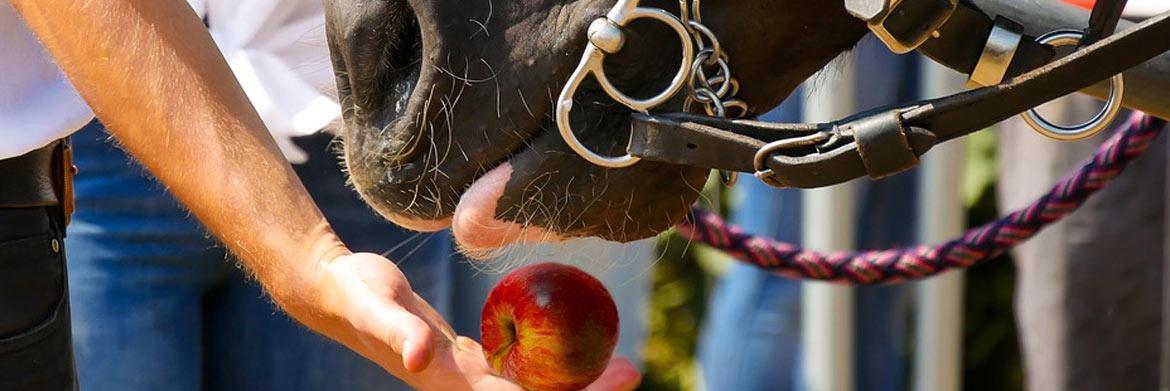 4 Things You Didn’t Know About Your Horse