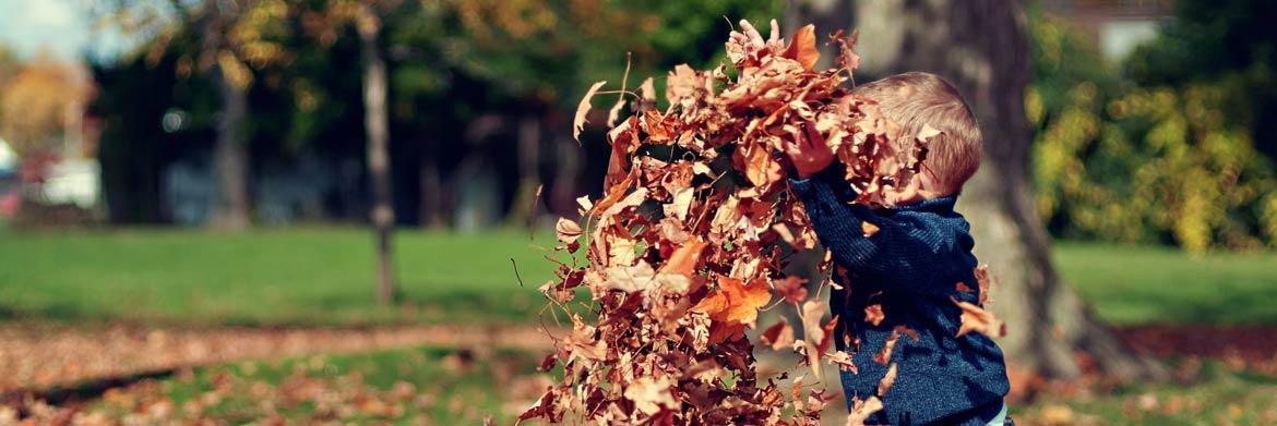 Leaf Management Tips for Autumn