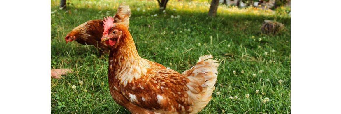 Chicken Care: Jobs to Look After in April