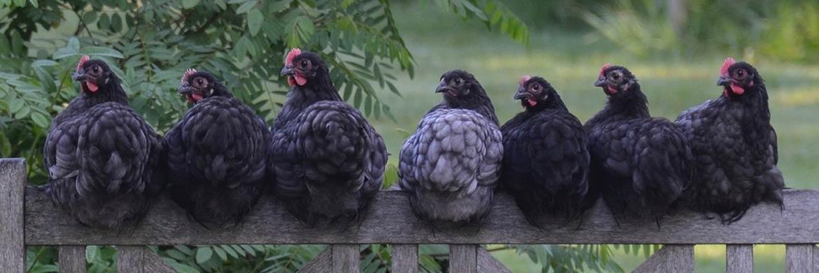 5 Fancy Chicken Breeds