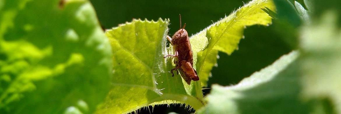 The Most Effective Pest Control Techniques for Your Garden