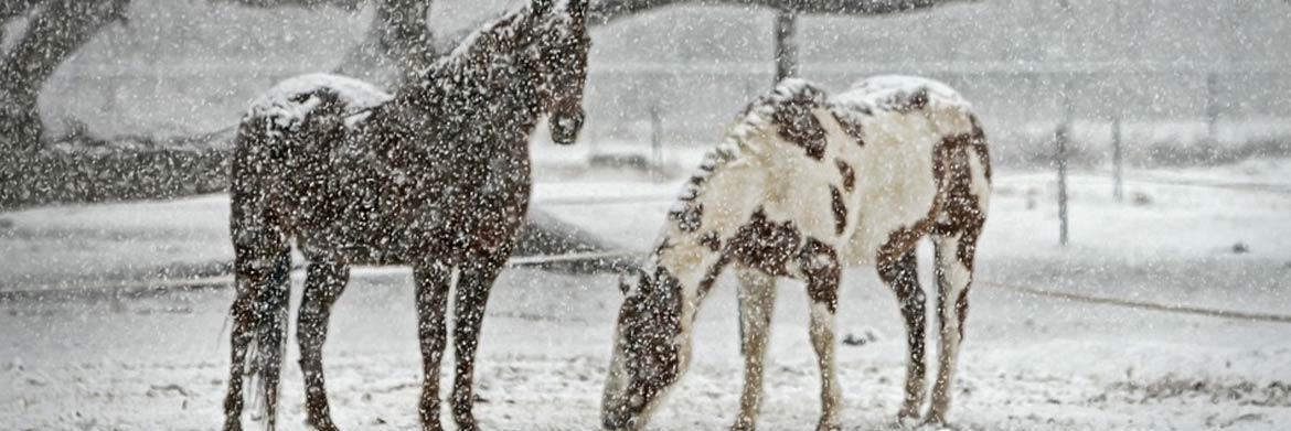 Horse Diaries: 3 Common Winter Problems You See in Horses