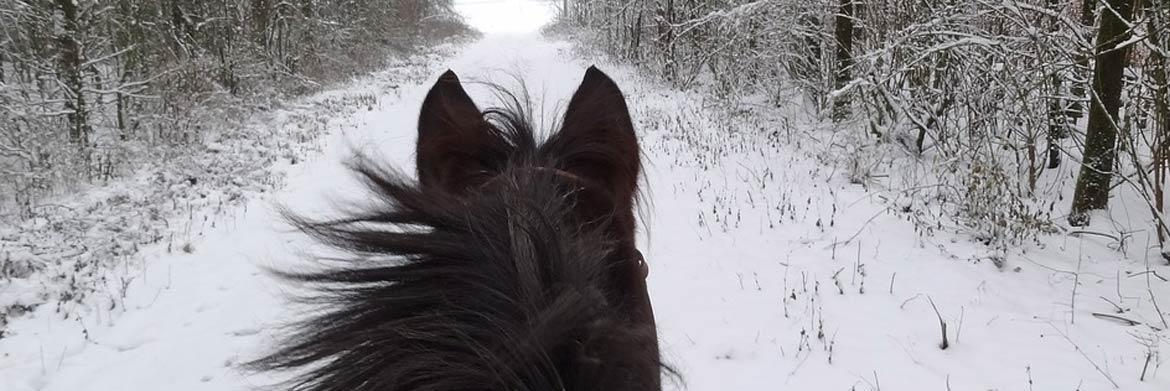 Equestrian Safety:  Is Horse Riding Safe during Winters?