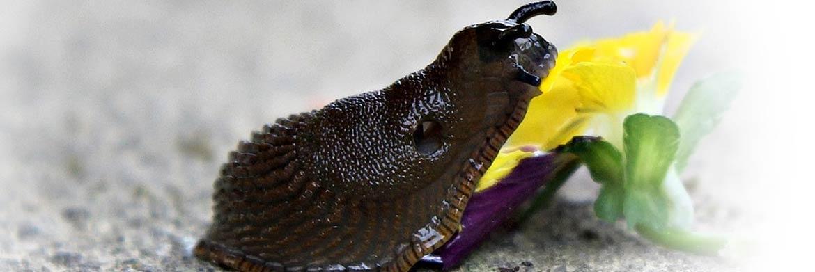 Easy Ways to Get Rid of Slugs in Your Garden