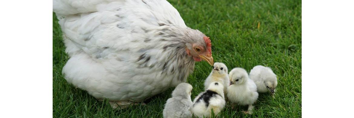 Raising Organic Chickens