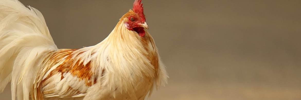 Poultry Trends: Why Does Your Flock Need Leg Rings?
