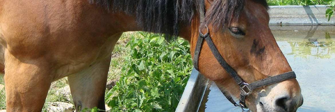 Why Your Horse Needs a Lot of Water and How to Supply It