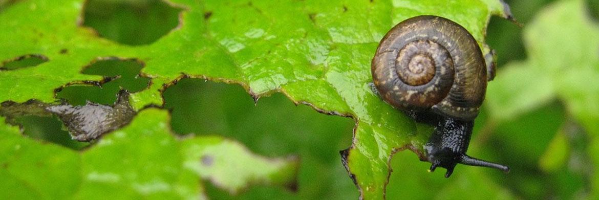 How to Control Common Garden Pests