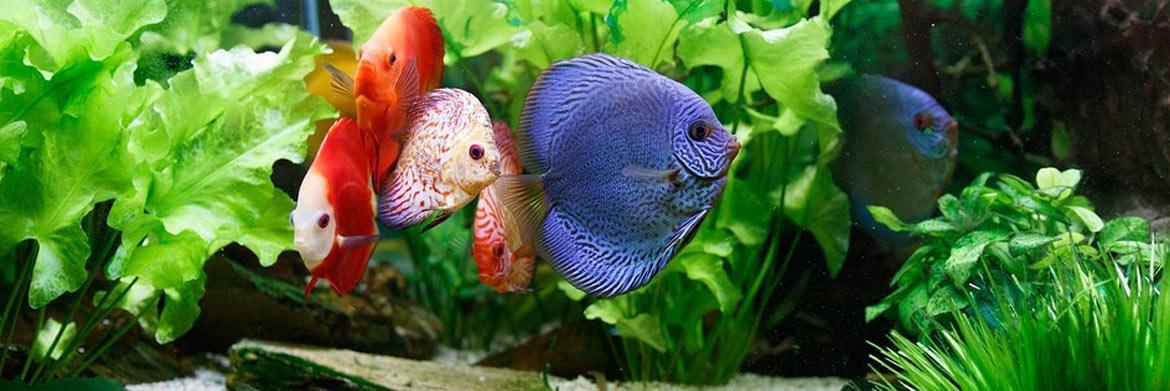 Homemade Fish Tank Decoration Ideas for a Freshwater Aquarium