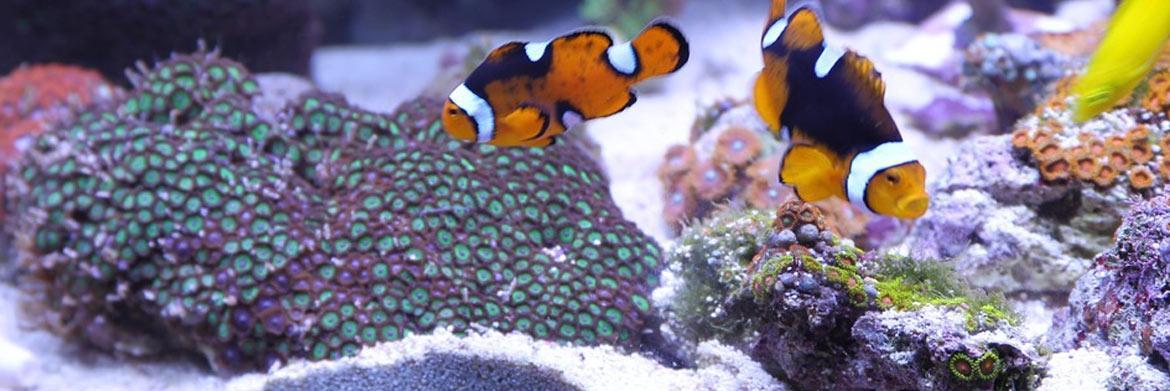 Types of Aquarium Substrate