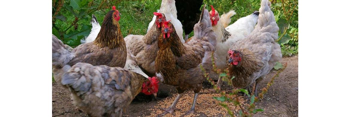 Tips for Raising Healthy Chickens