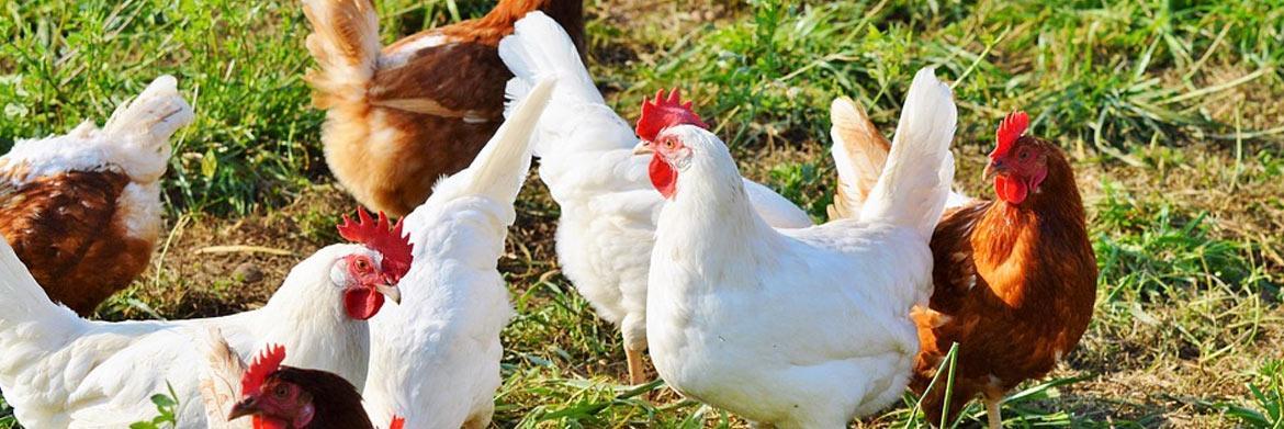 Poultry Breeders: Can Your Chicks be Taught How to Free-Range?