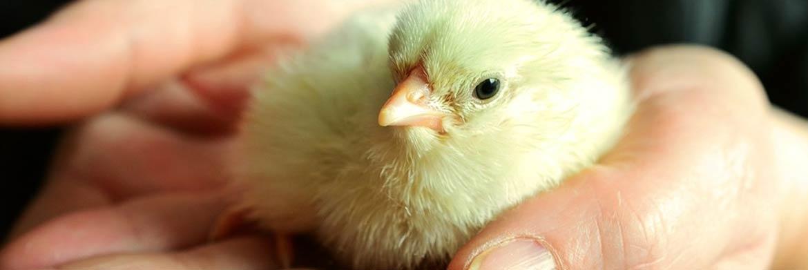 3 Reasons to Hatch Your Eggs Using an Incubator