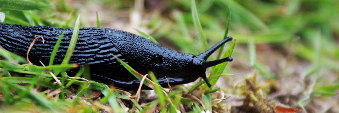 4 Sure-Fire Remedies to Prevent Slugs in Your Garden