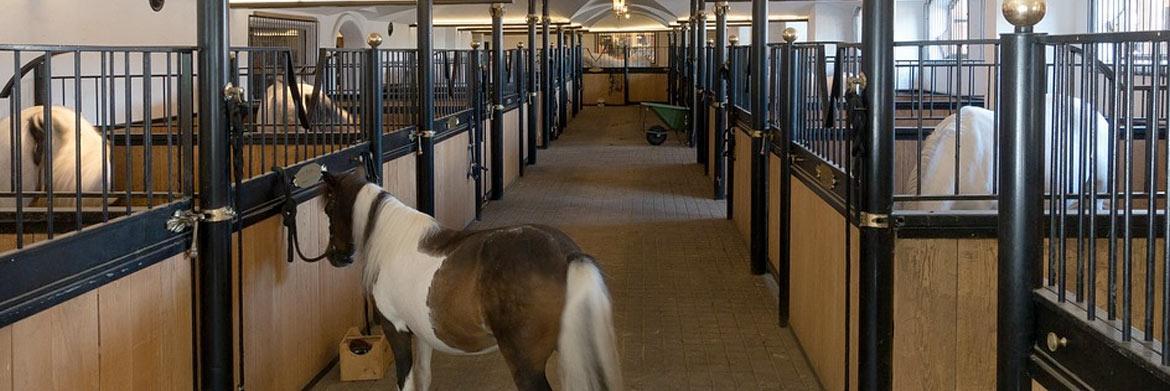 How to Keep a Well Maintained Horse Stable