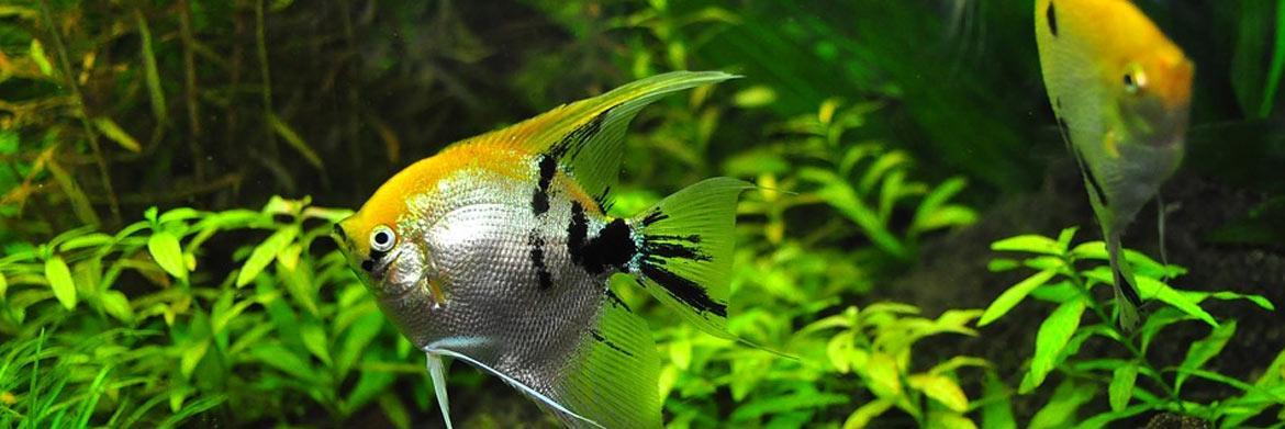5 Tips on How to Keep Your Aquarium Clean and Healthy