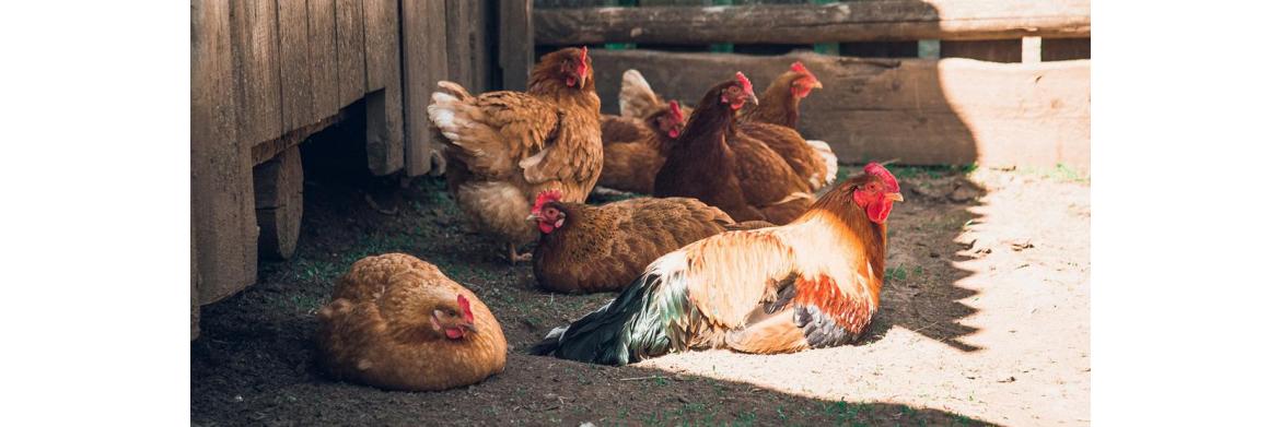 Different Kinds of Poultry Diseases and How to Prevent Them