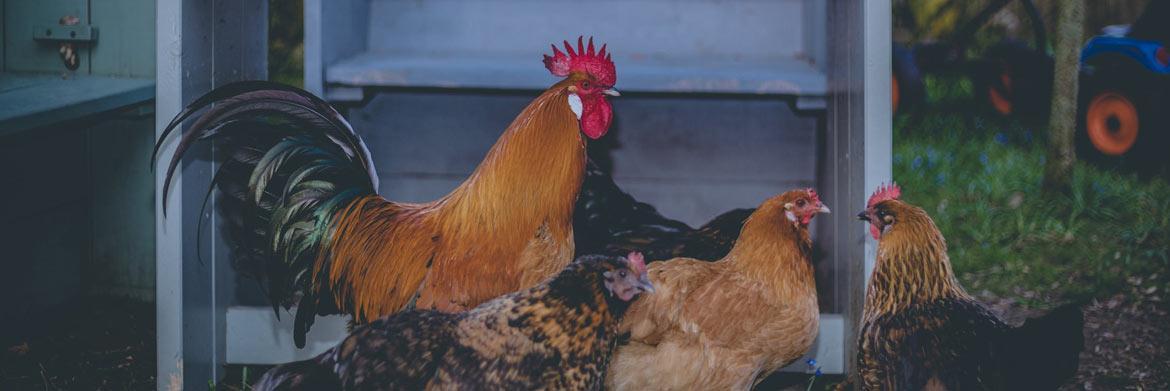 Keep Your Poultry Cool and Hydrated This Summer with These Easy Tips