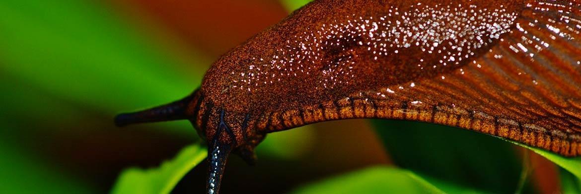 5 Reasons Slugs Are Attracted to Your Garden