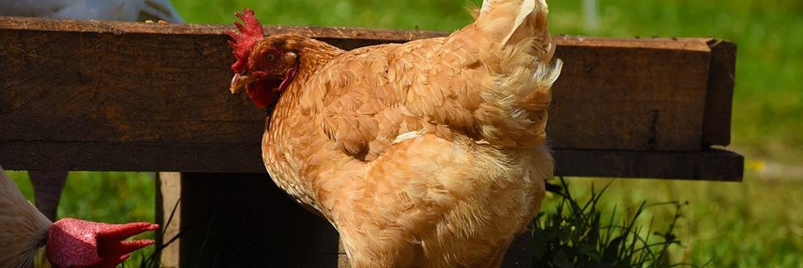 Ways to Reduce Heat Stress in Poultry