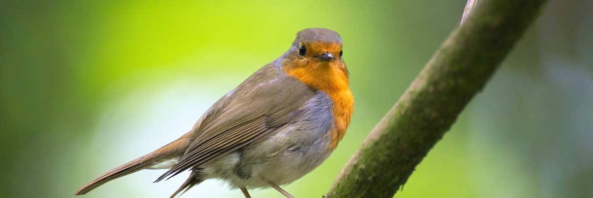 3 Ways to Use Anti-Bird Netting to Protect Your Garden