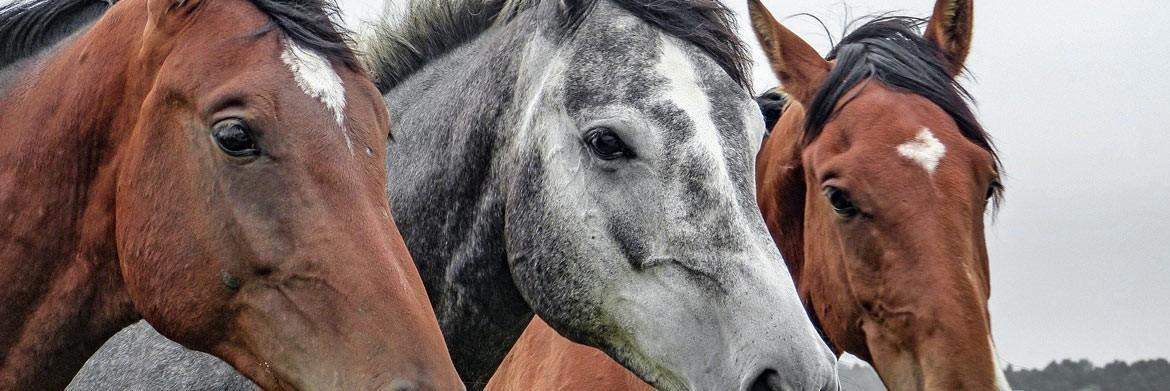 A Guide to Equine Nutrition: How To Keep a Horse Healthy?