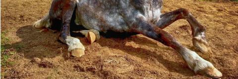 A Basic Guide To Horse Hoof Care