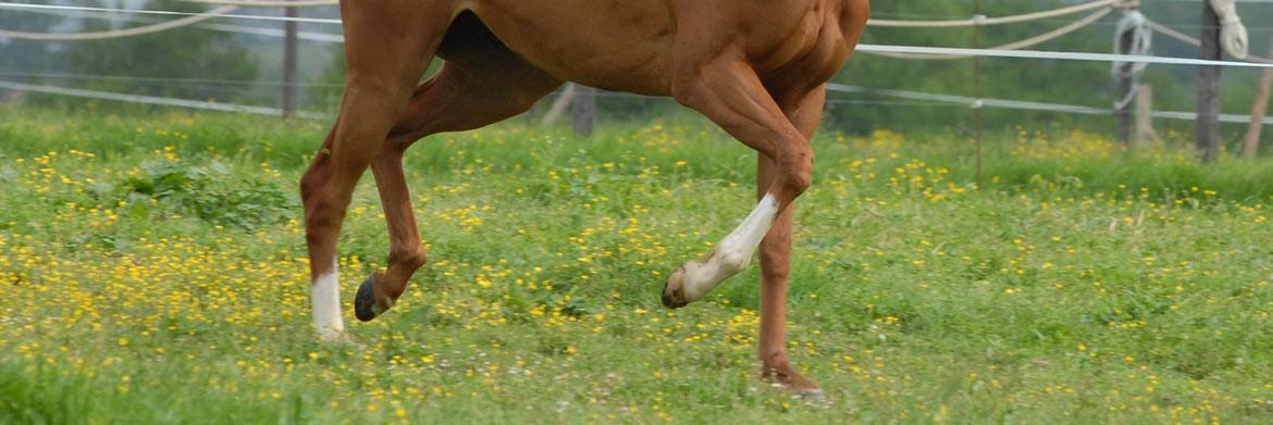 Common Horse Hoof Ailments and Their Treatment