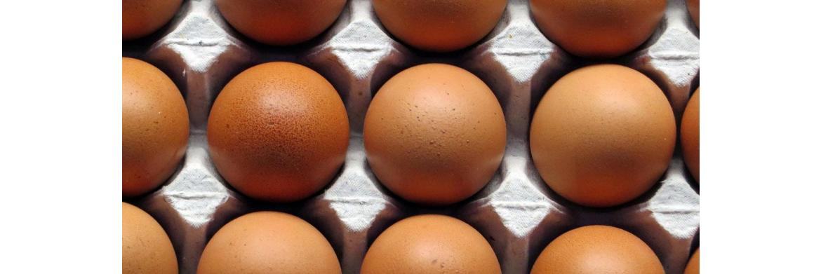 Packaging and Storing the Eggs Produced on Your Farm