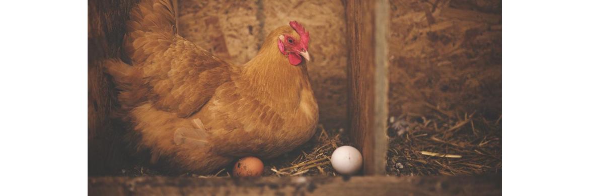Raising Chickens: Your Guide to ‘Egging’