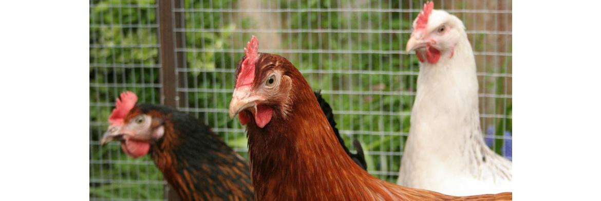 Raising Chickens: What You Should Know if You Are a Novice