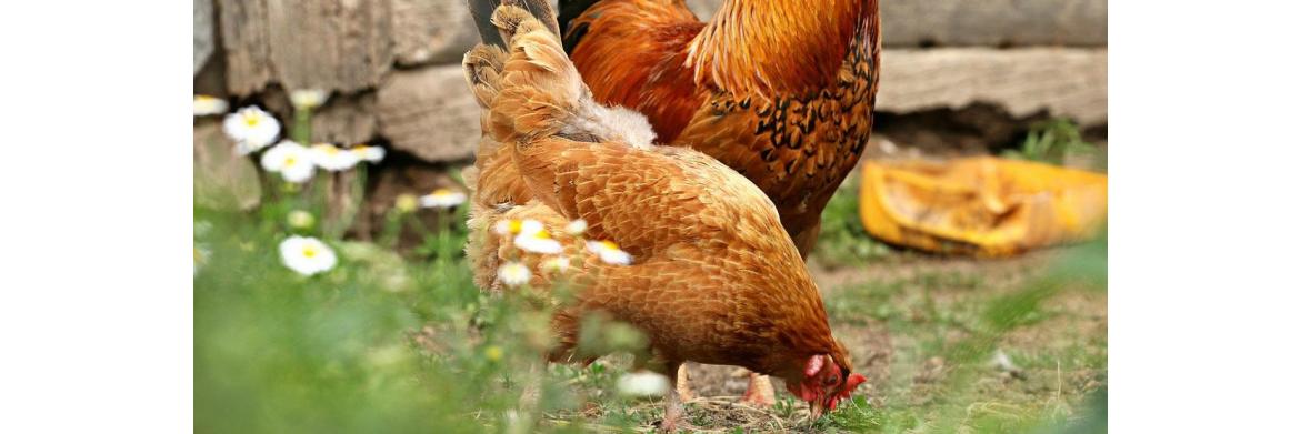 Chicken Feed: What You Should Give Your Hens