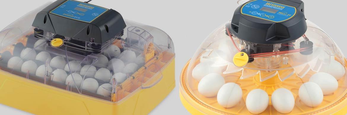 Incubating Chicken Eggs: What’s Involved?