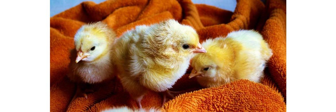 Basics of Hatching and Chick Rearing