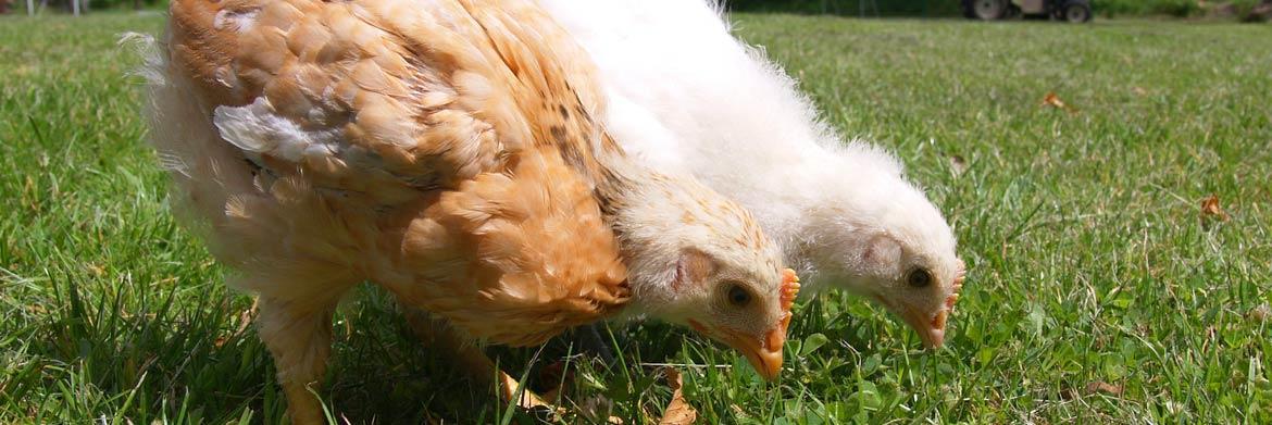 Raising Chickens: A Quick Guide