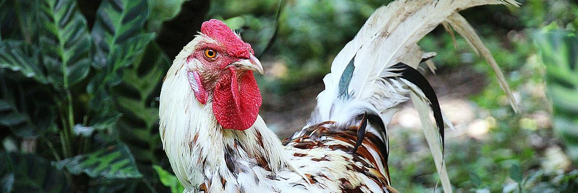 Choosing the Best Chicken Breeds for Your Farm