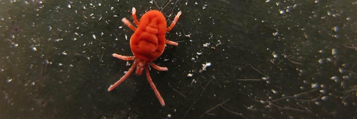 Red Mite: Defeating A Chicken Farmer’s Biggest Enemy