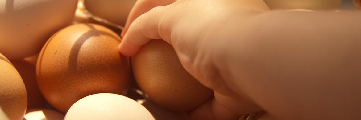 Keeping Your Farm Eggs Fresh For Longer