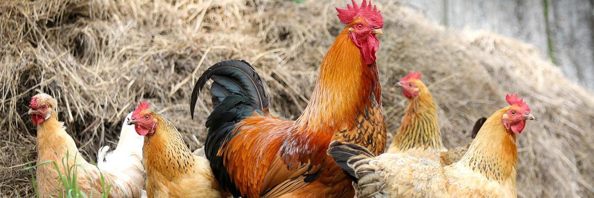 5 Ways To Keep Your Chickens Healthy
