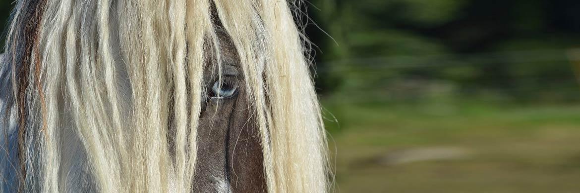 Essential Grooming Guide for Your Horse